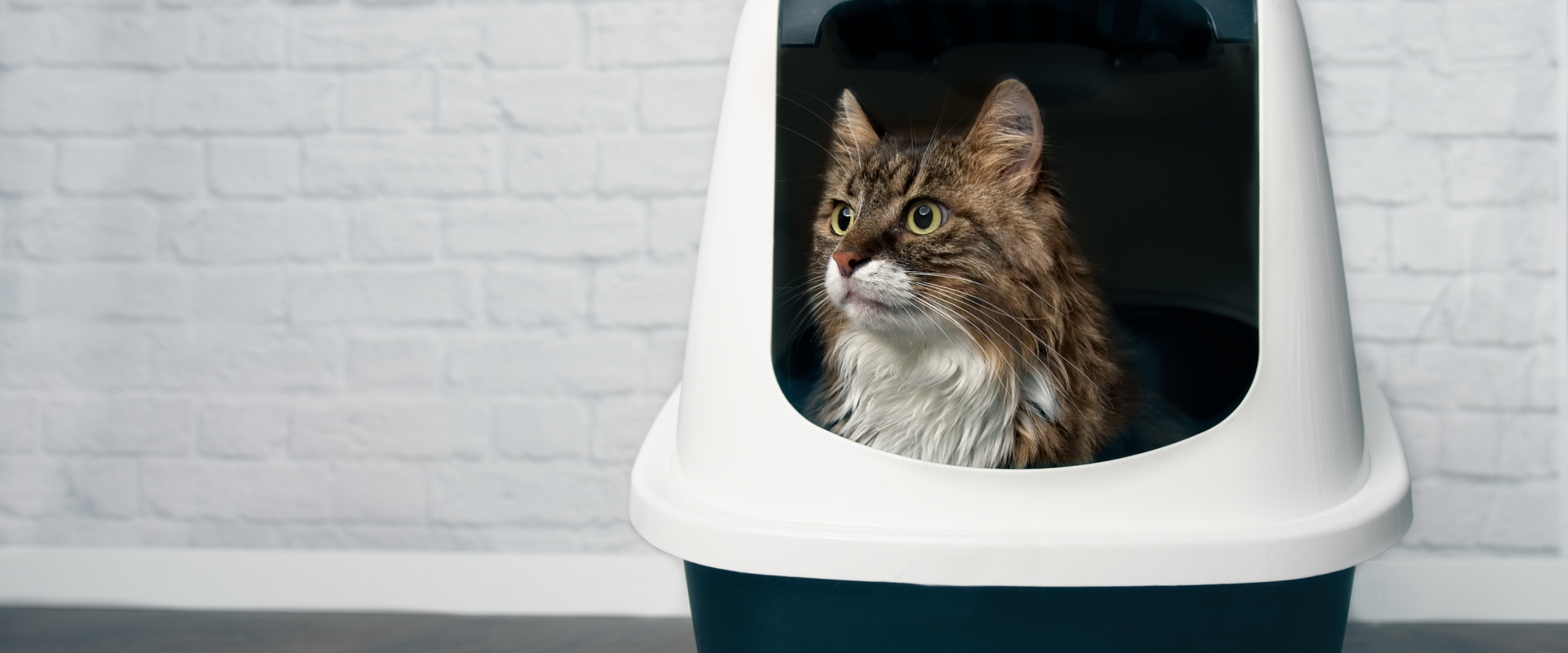 Eco-Friendly Cat Litter Alternatives | TrustedHousesitters.com