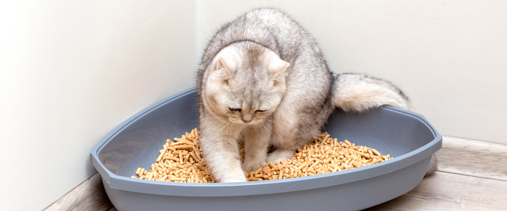 View of Eco-friendly cat litter alternatives for green paws ...
