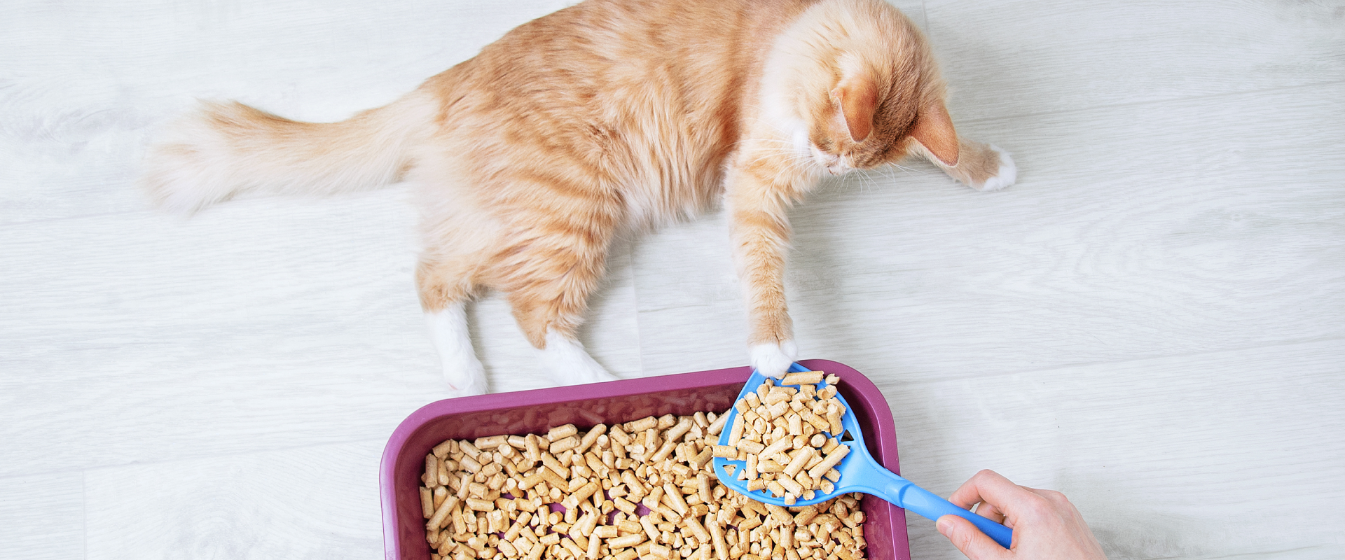 a ginger tabby lying on a wooden floor next to a litter box of biodegradable cat litter and pawing at a scoop