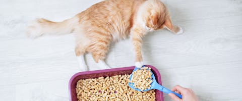 Cat food next to litter box online