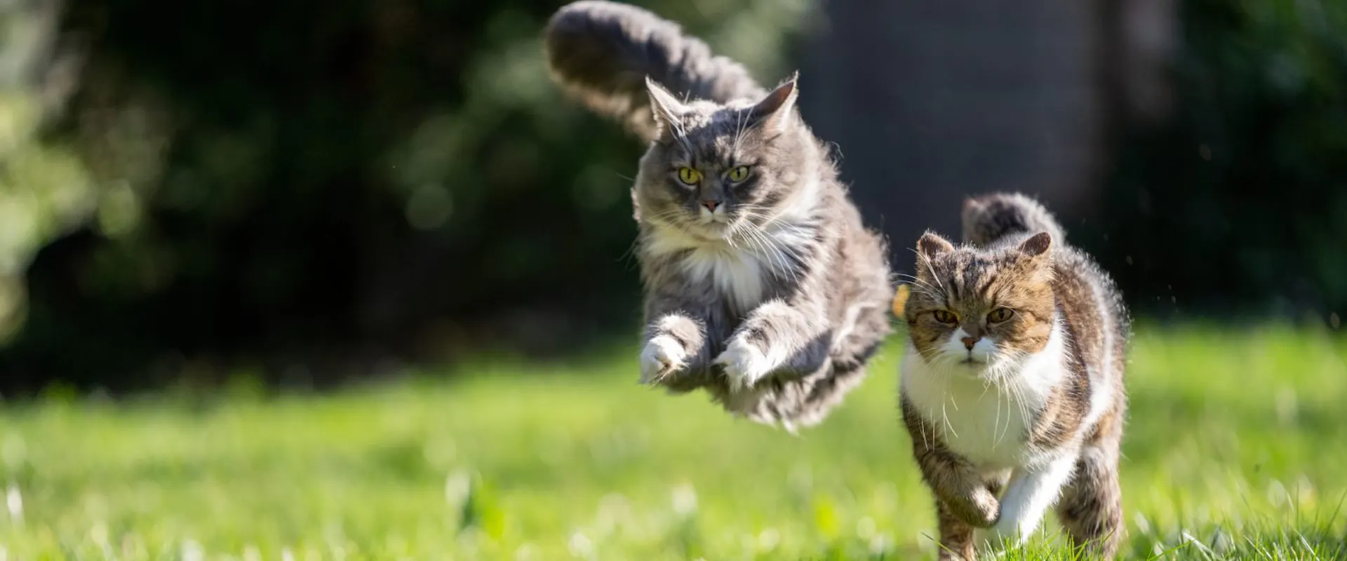 How Fast Can A Cat Run? | TrustedHousesitters.com