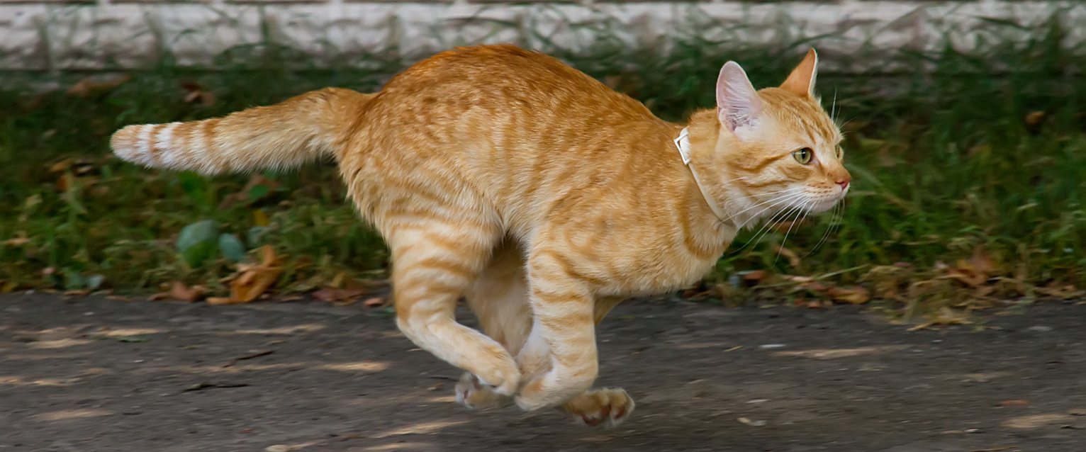 How Fast Can A Cat Run TrustedHousesitters