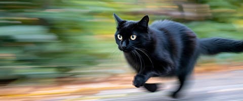 A cat running very fast.
