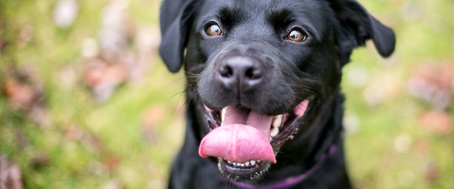 Why Is My Dog Sticking Out His Tongue?
