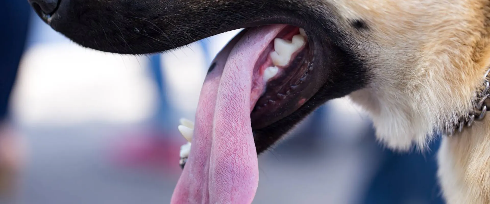 Dog Sticking His Tongue