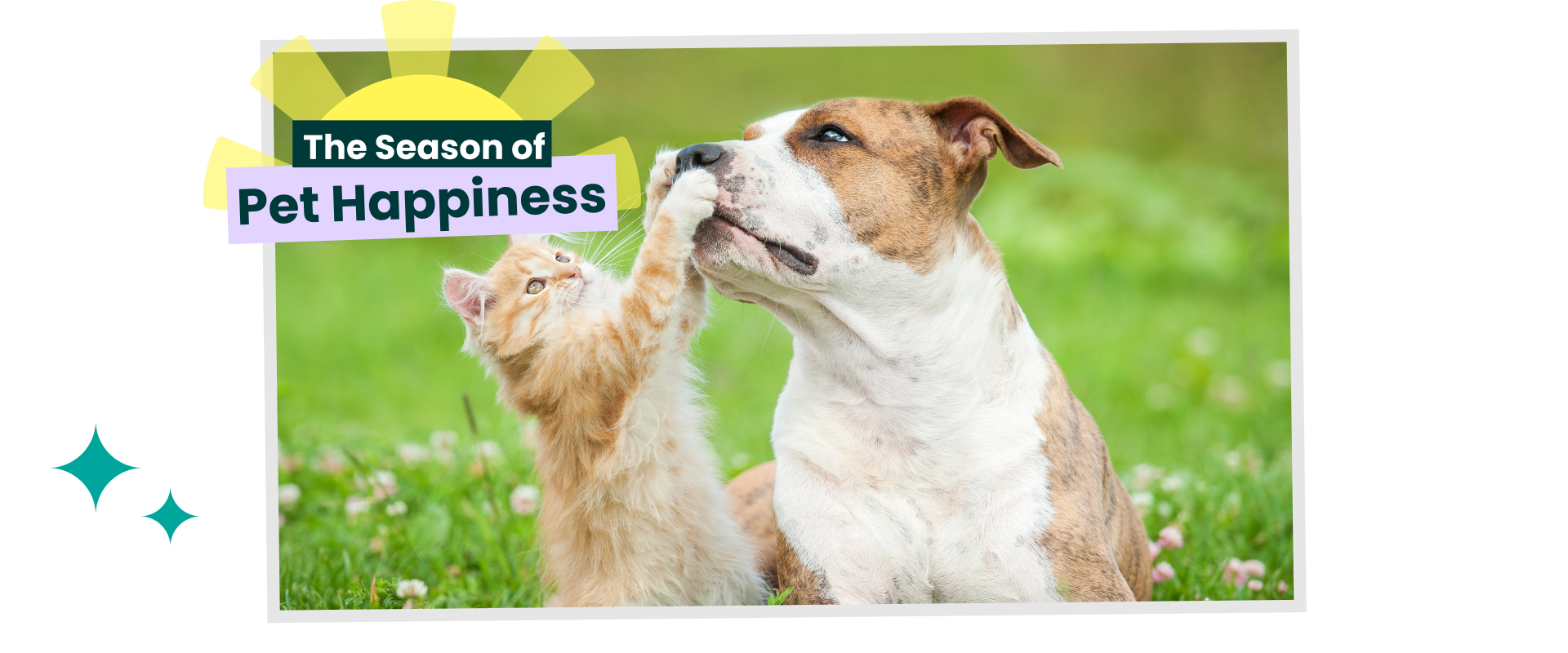 Cat playing with a dog