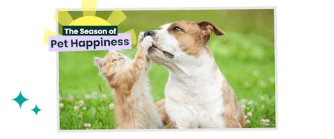 Cat playing with a dog