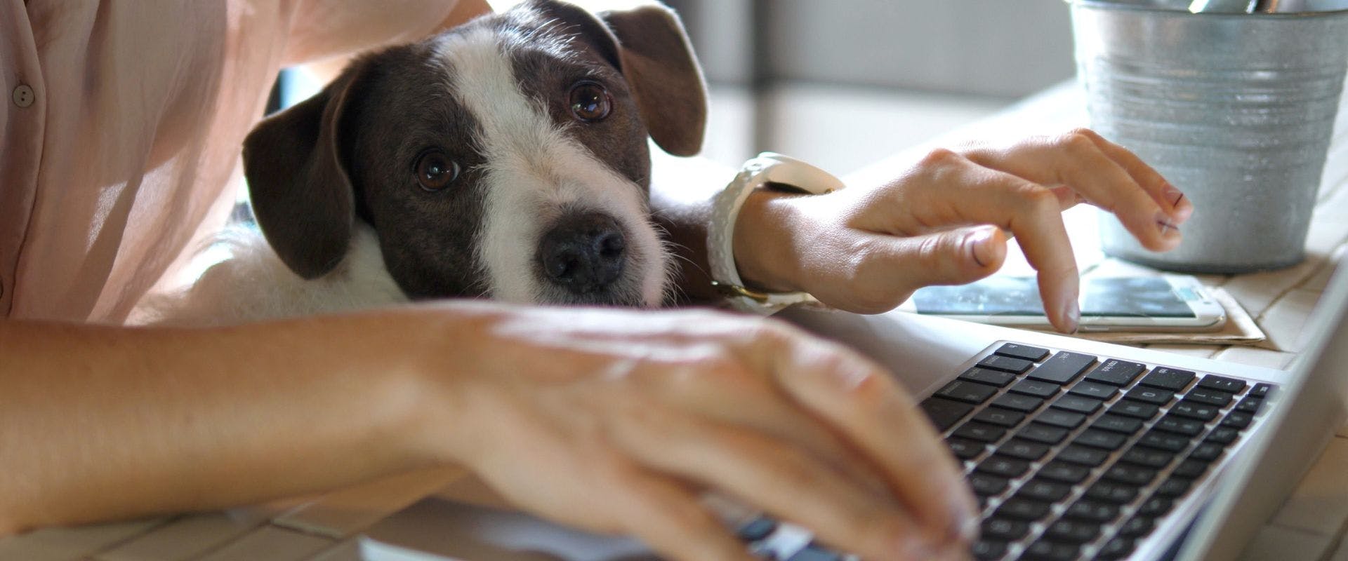 Expert Pet Sitting Tips TrustedHousesitters expert-pet-sitting-tips-trustedhousesitters