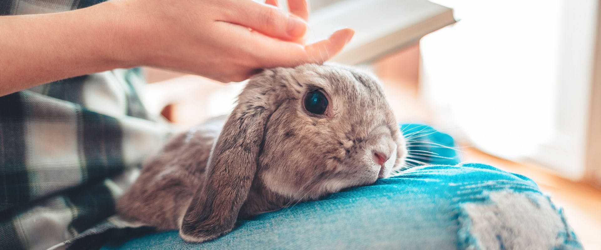 Expert Pet Sitting Tips TrustedHousesitters expert-pet-sitting-tips-trustedhousesitters