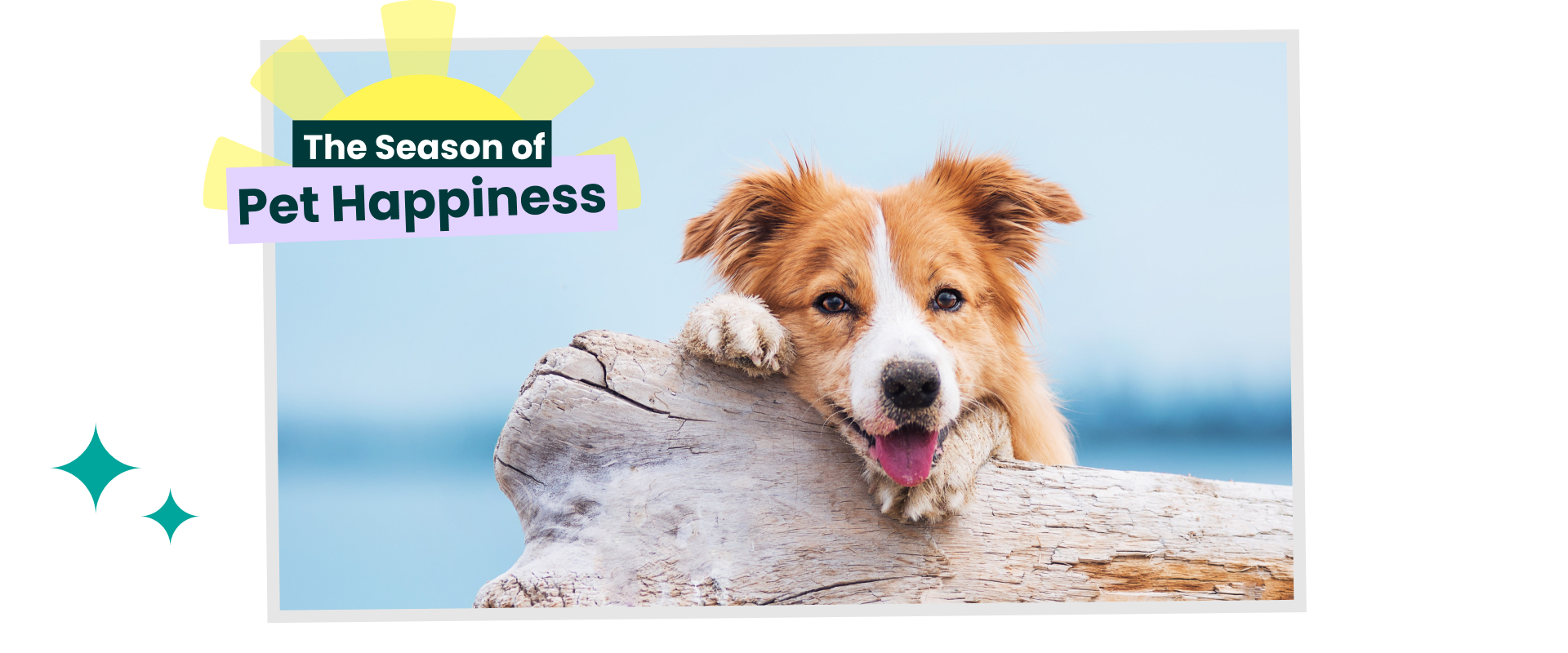 Dog resting on a fallen tree
