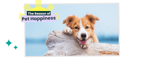 Dog resting on a fallen tree