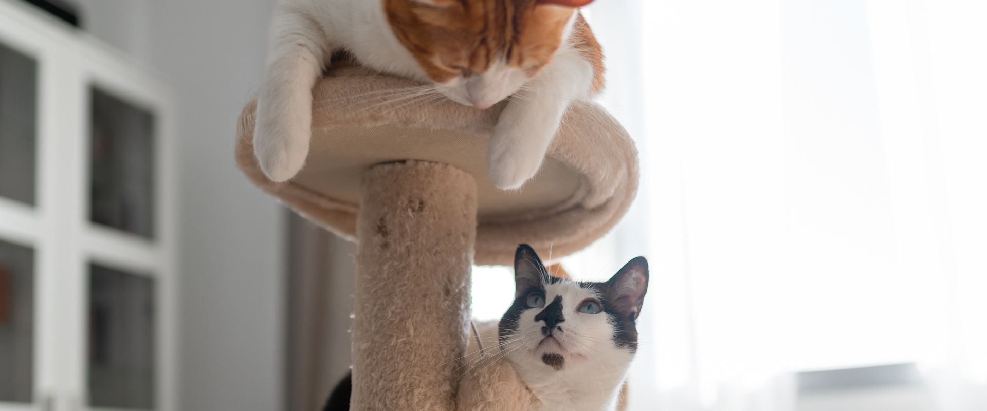 Image showcasing Multi-Cat Households: Care Tips and Common Issues | TrustedHousesitters.com