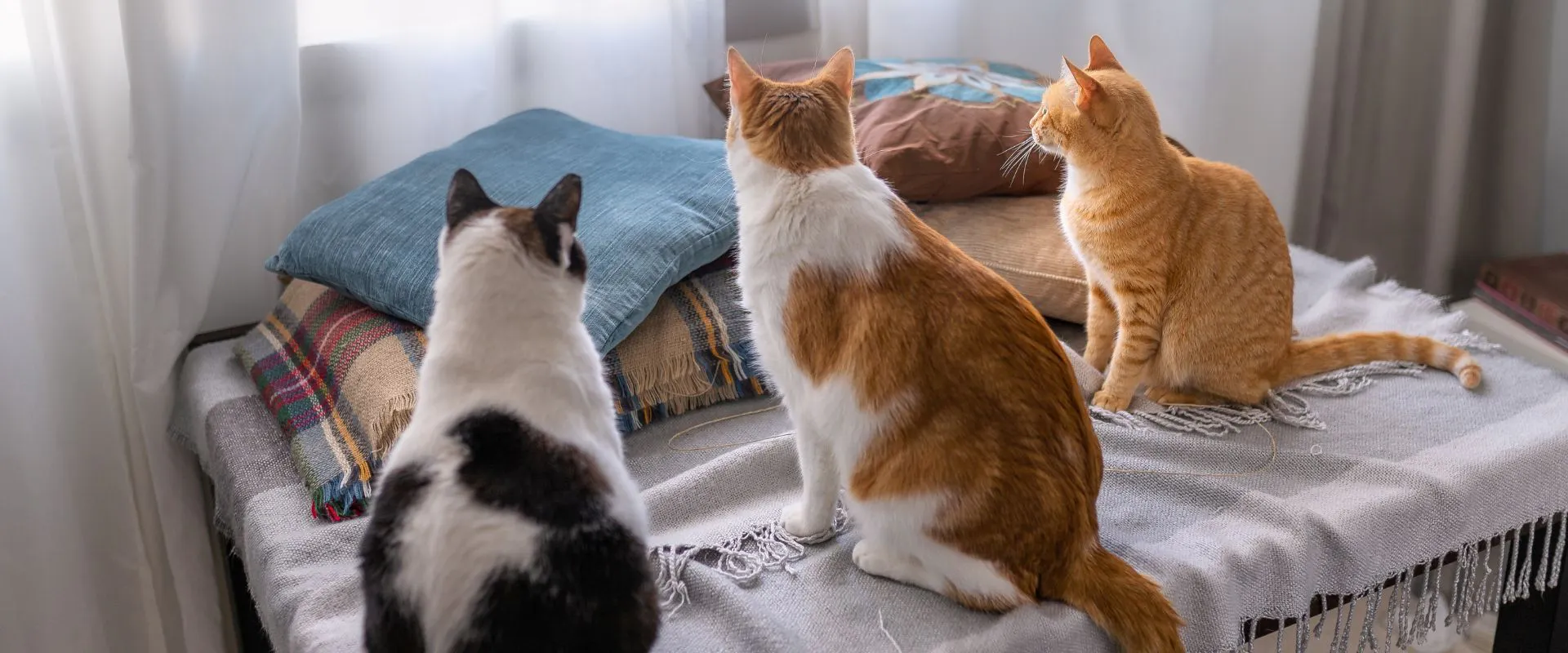 Multi Cat Program Multi-Cat Households: Care Tips and Common Issues | TrustedHousesitters.com