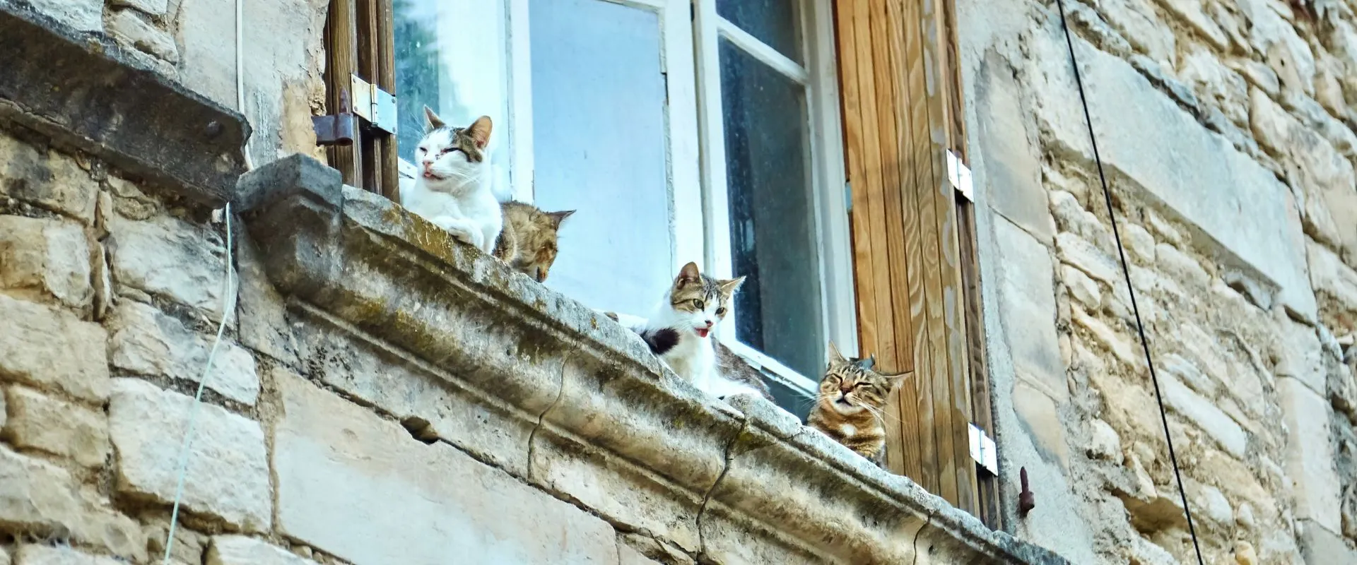 Stunning Anxiety In Multi Cat Households image