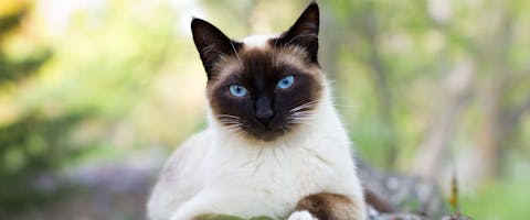 a Siamese cat lounging on a garden wall facing the camera