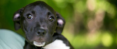 a Jackabee terrier mixed breed puppy