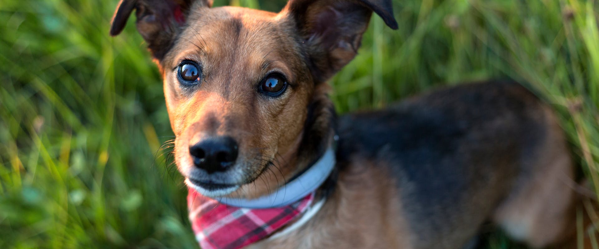 Terrier Mix Different Breeds Of Terrier Dogs Terrier Mix Dogs