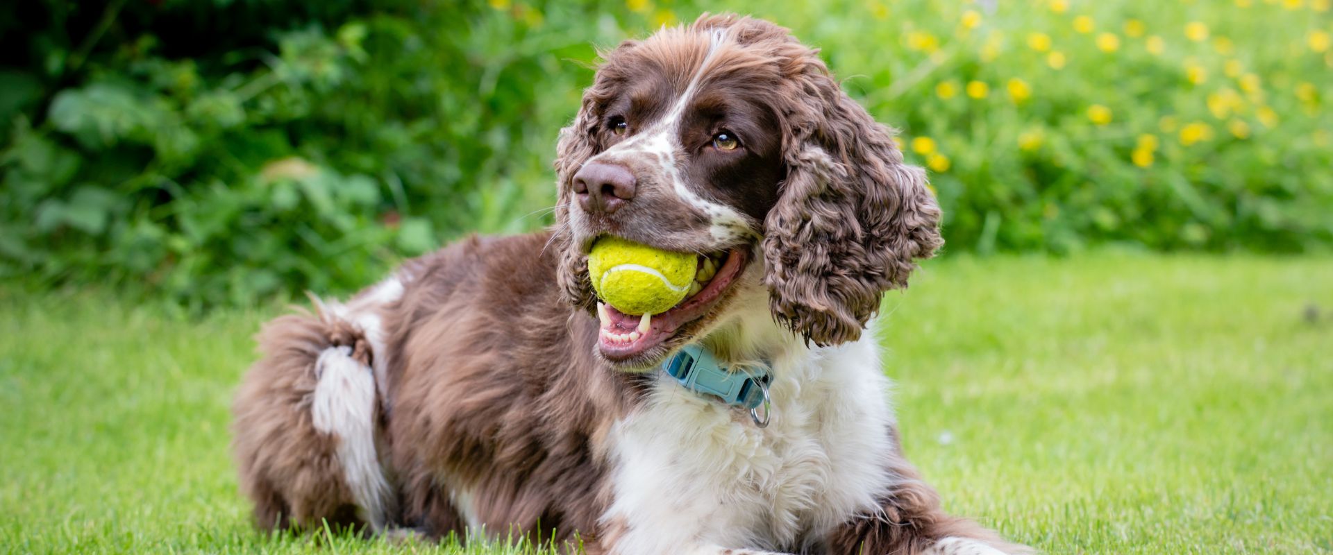 English Springer Spaniel dog lying down in field or garden with tennis ball in his mouth