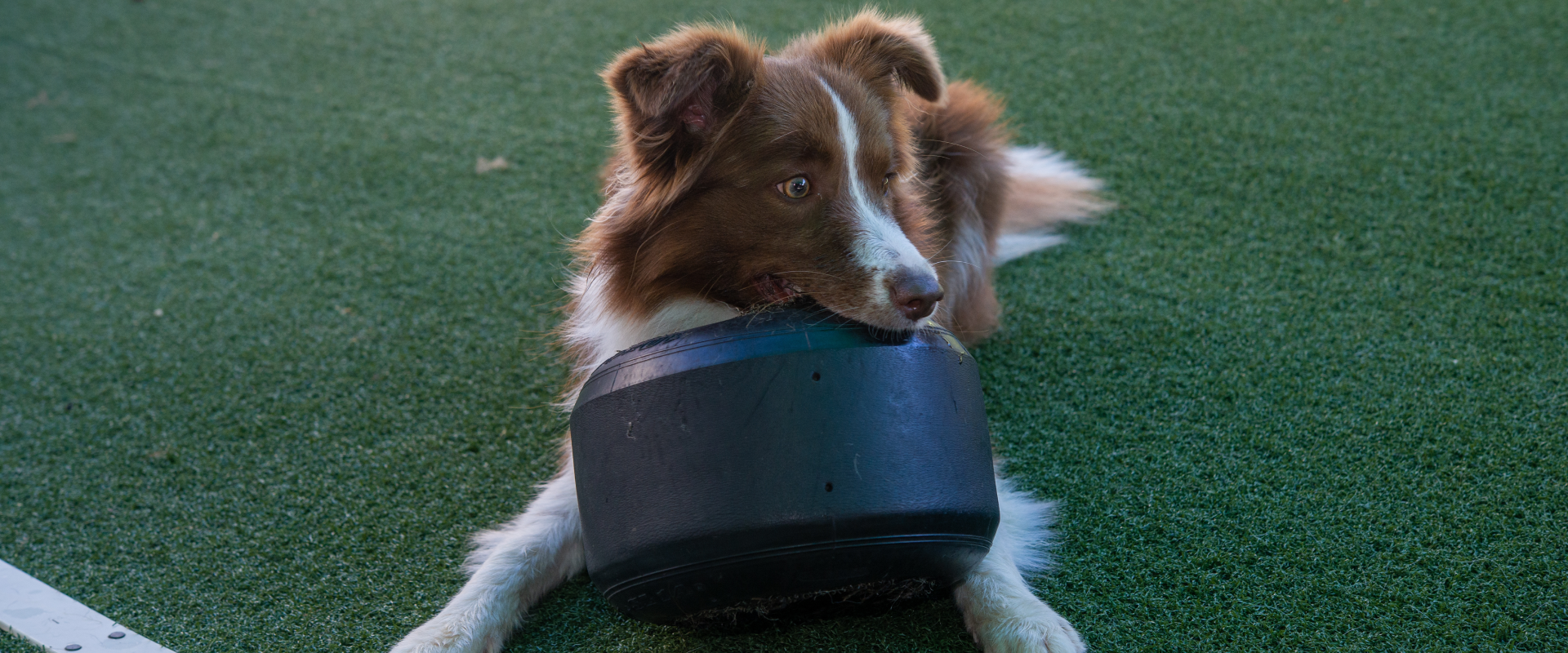 A dog playing at doggy daycare NYC.