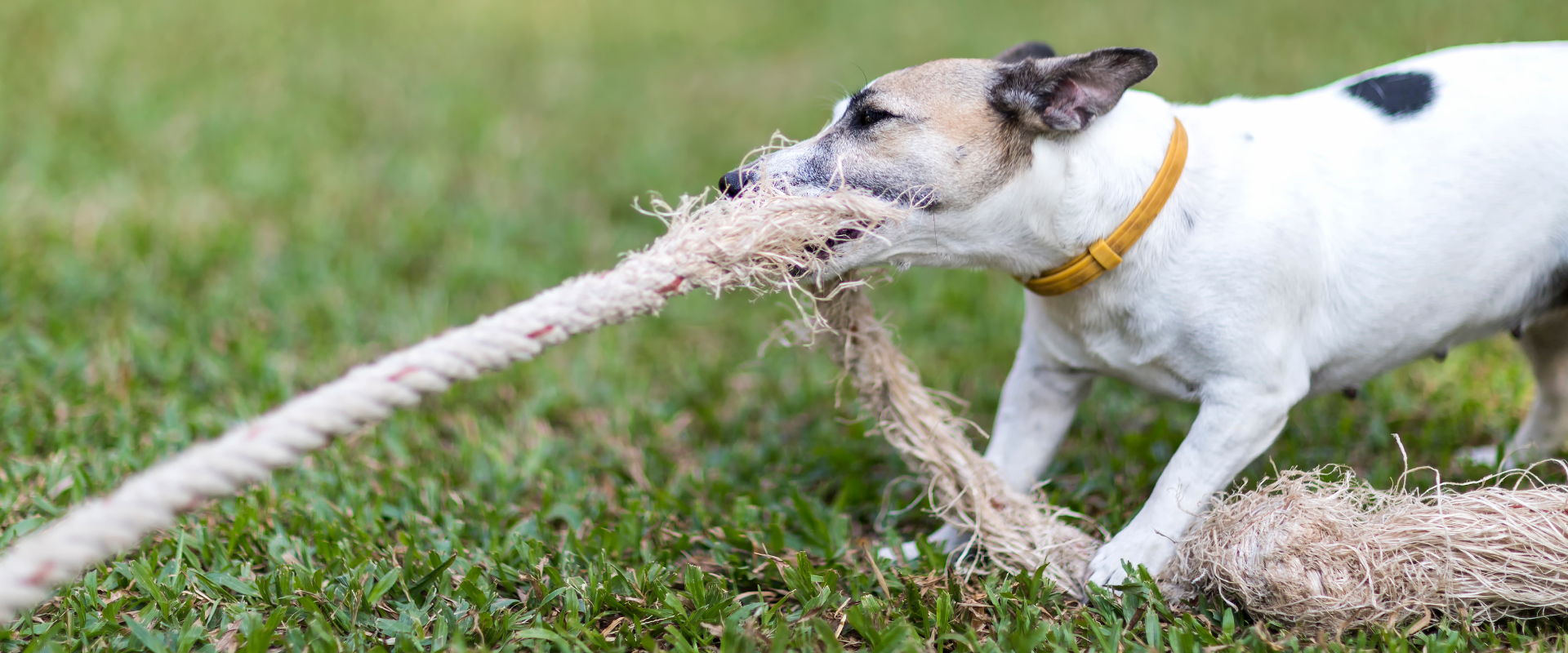 how-much-is-doggy-daycare-in-new-york-trustedhousesitters