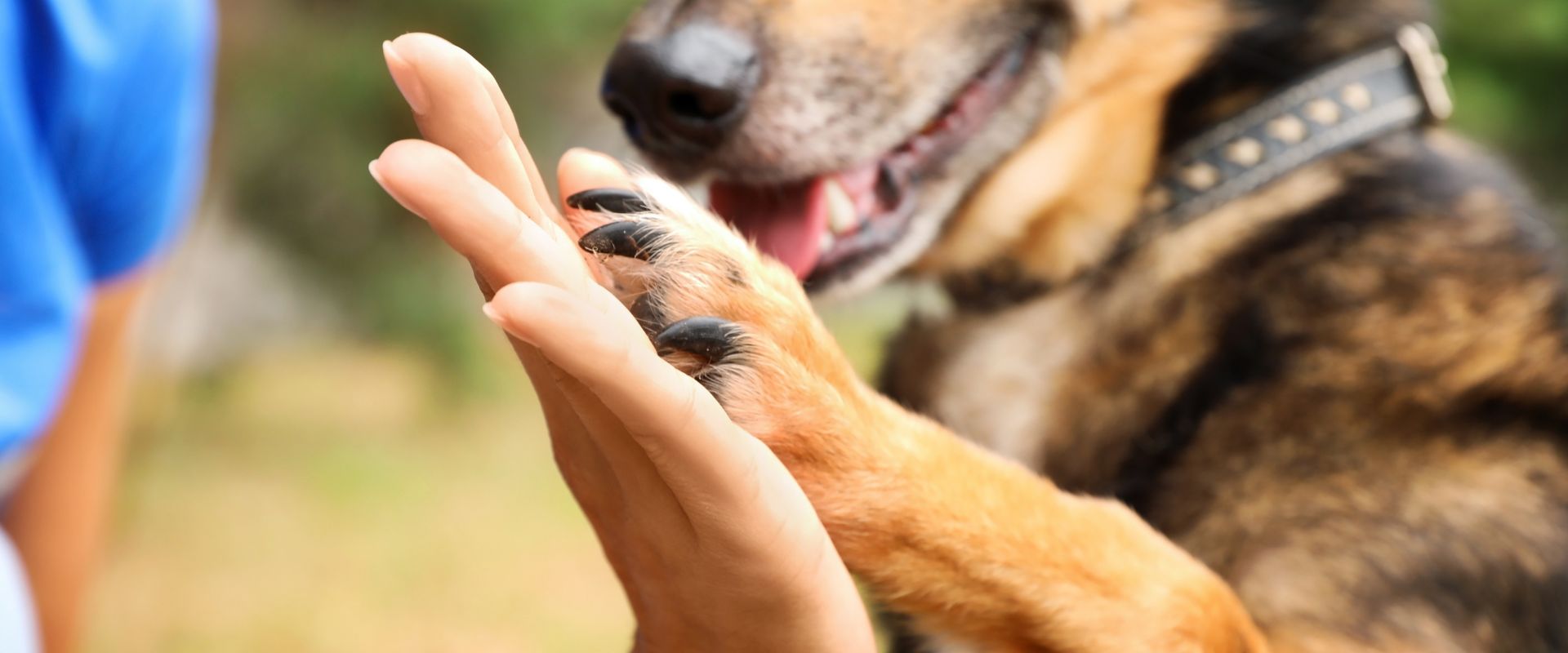 The Bond Between Dogs and Humans Explained | TrustedHousesitters.com