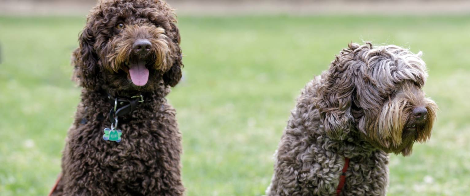 Two Labradoodles