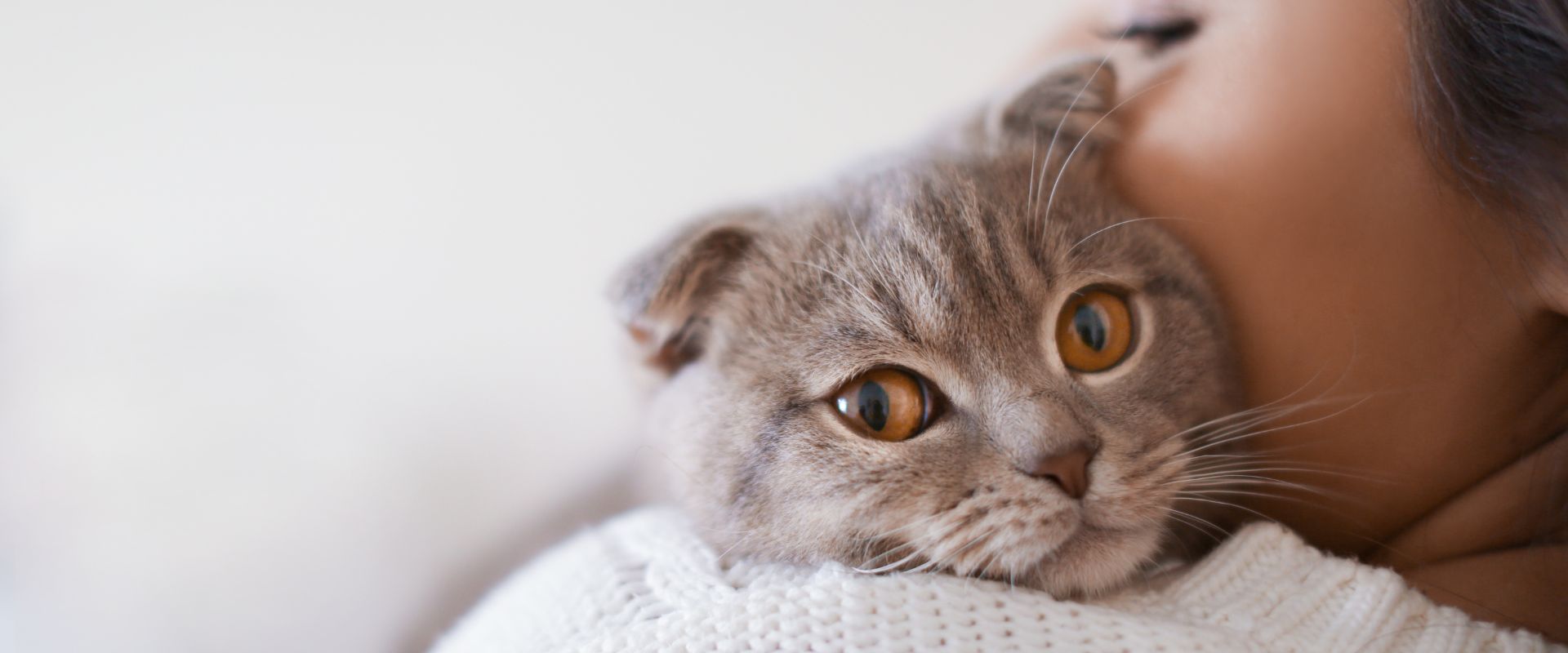 How to a Pet Sitter with No Experience