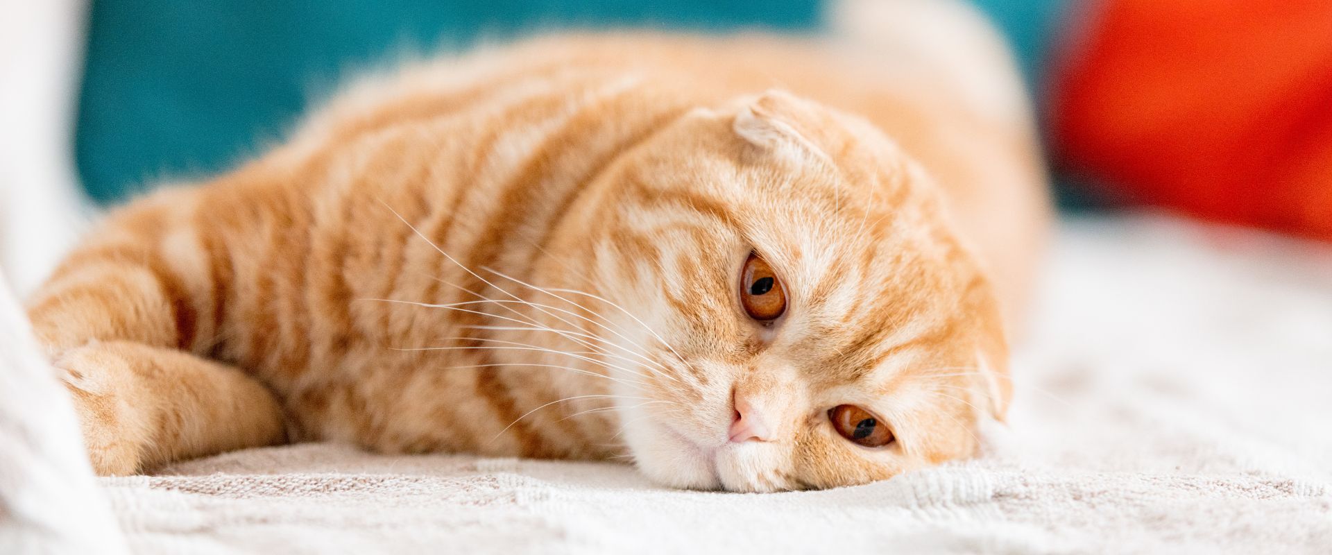 Cat Separation Anxiety: Causes, Symptoms & Solutions ...