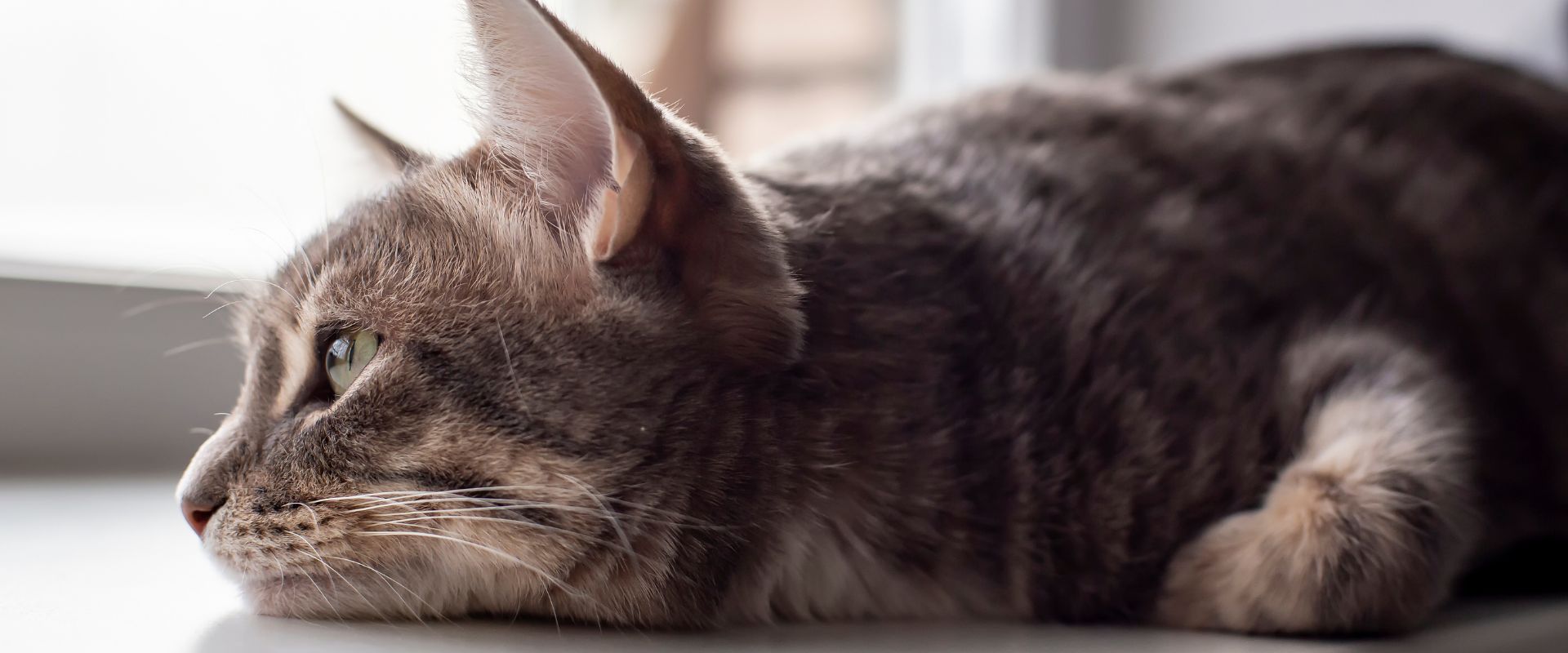 Cat Separation Anxiety: Causes, Symptoms & Solutions | TrustedHousesitters.com - Calming Effects For Cat Separation Anxiety
