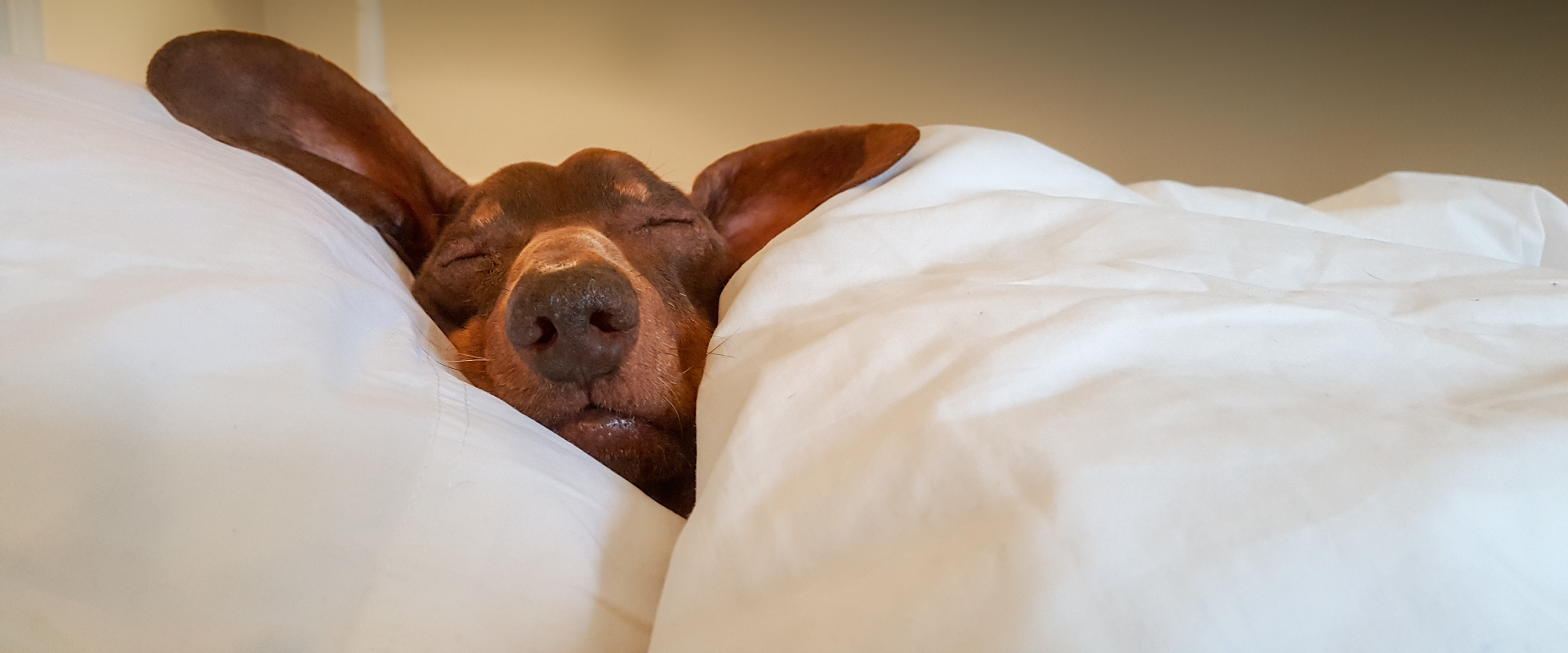 No More Chilly Dogs! How to Keep a Dog Warm at Night