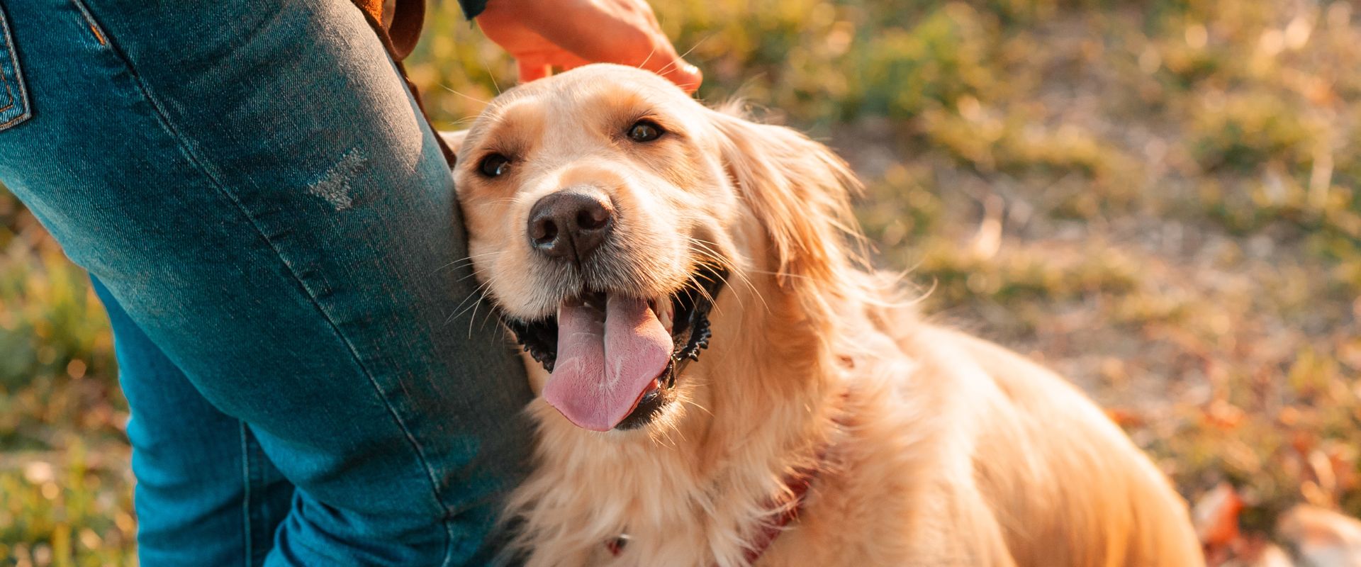 Golden Retriever being petted in a dog park