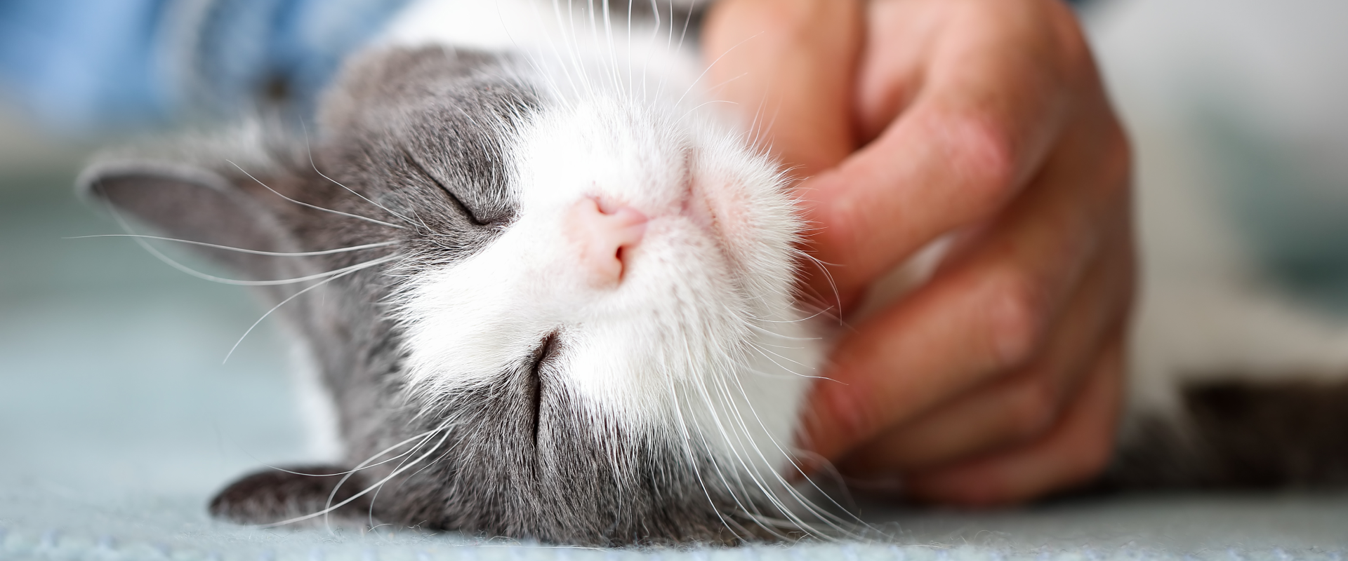 a close up of a gray and white cat sleeping on its side while a person strokes under their chin