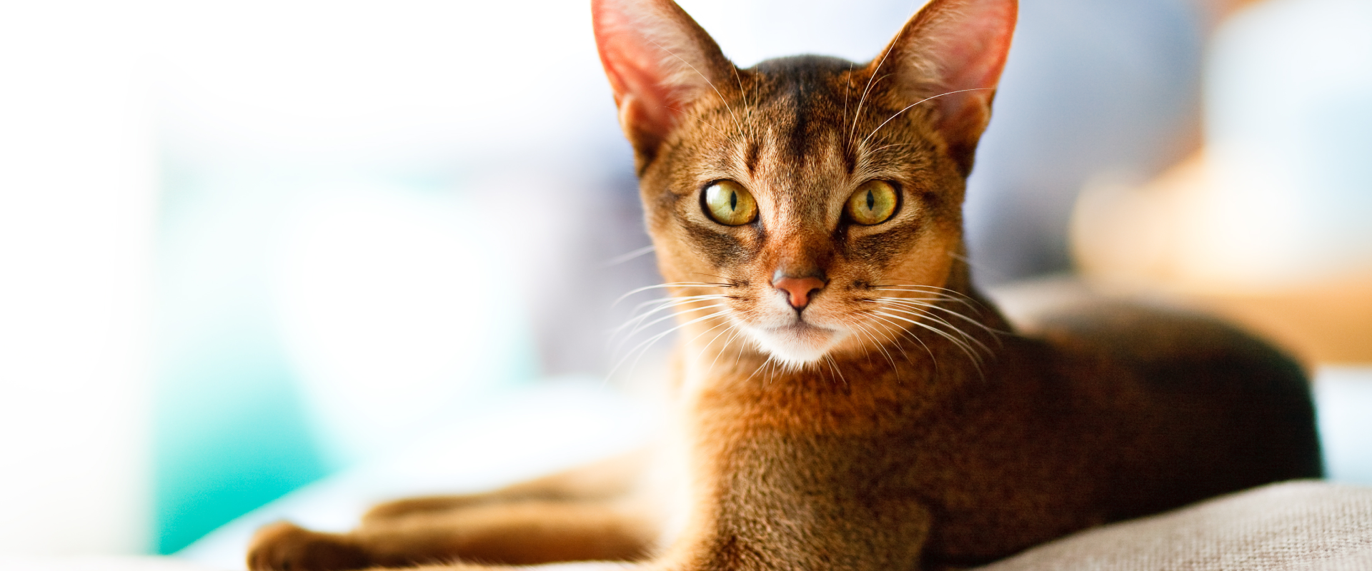 An Abyssinian cat lying down