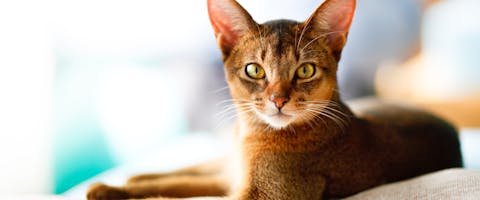 An Abyssinian cat lying down