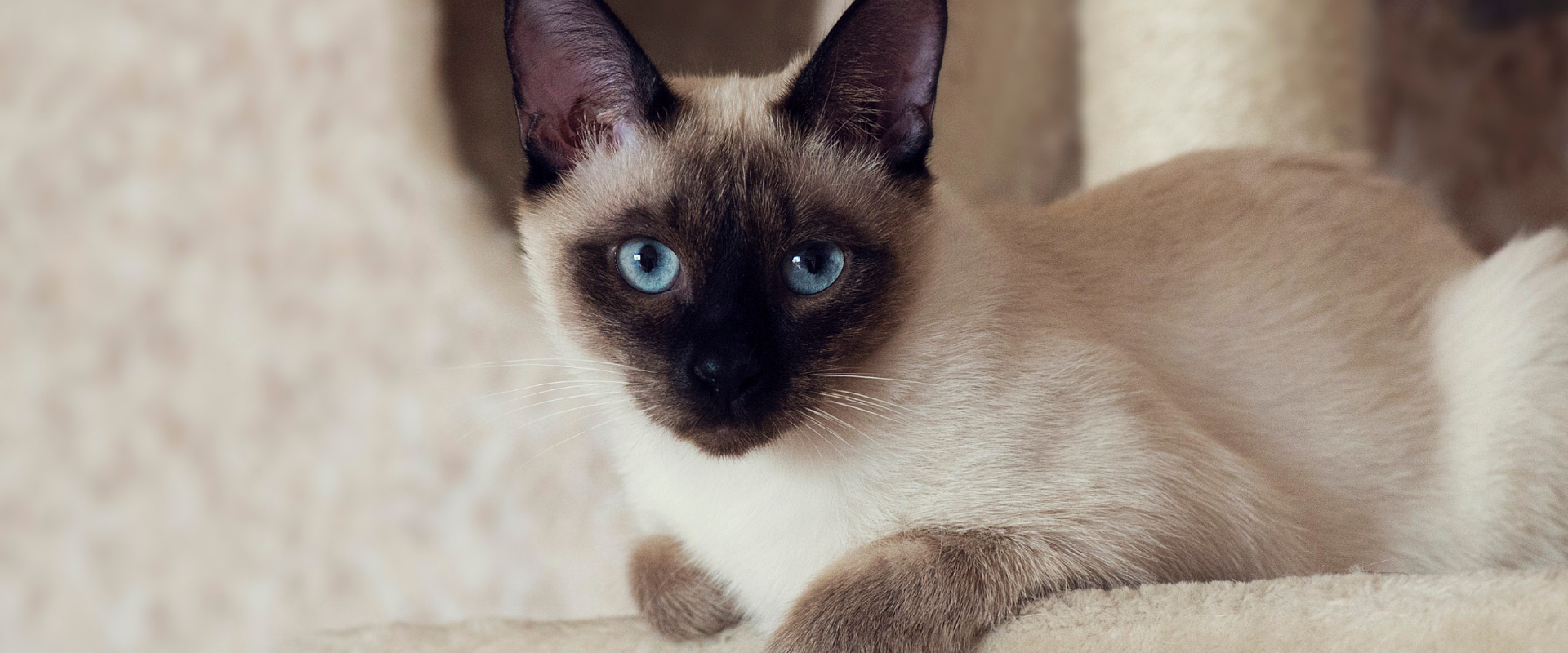 10 of the Smartest Cat Breeds, Ranked