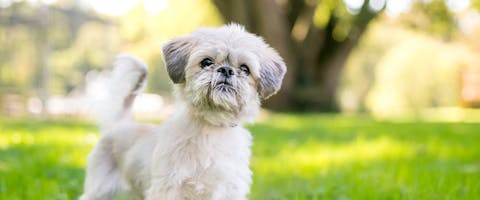 A Shih Tzu in a park.