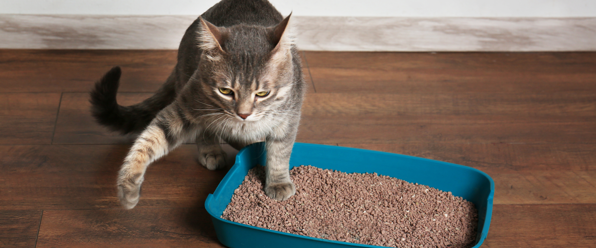 a gray tabby cat with one front paw in a blur litter box and the other swiping at the air