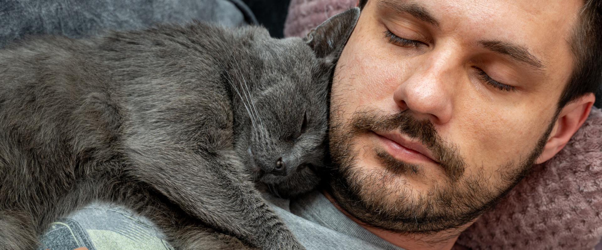 a sleeping man with a sleeping gray cat snuggled next to his head and shoulders