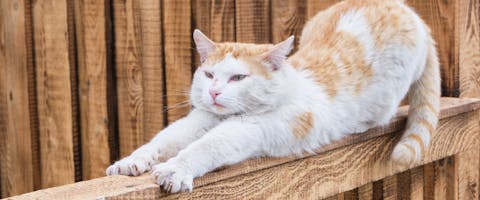A white and ginger cat stretching on top of a fence.