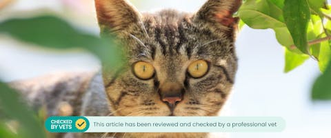 A cat amongst plants.