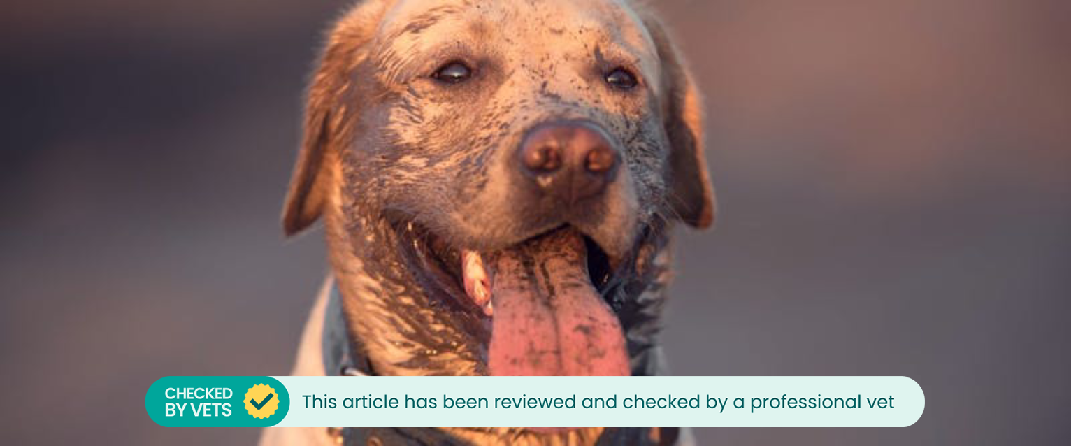 Golden lab dog who has just been eating dirt.