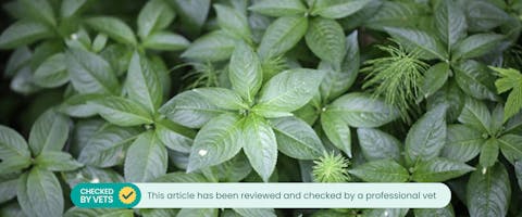 A Dog's Mercury plant.