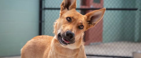Dog in a kennel, dog boarding facility