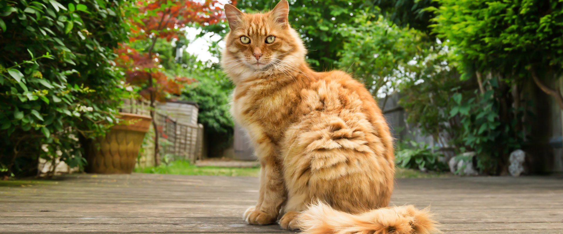 Tennessee Rex Cat: A Guide to One of the Newest Cat Breeds ...