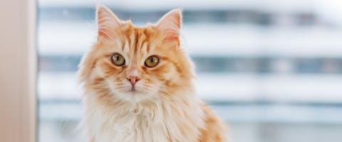 a close up of a Tennessee Rex cat sitting in front of a window