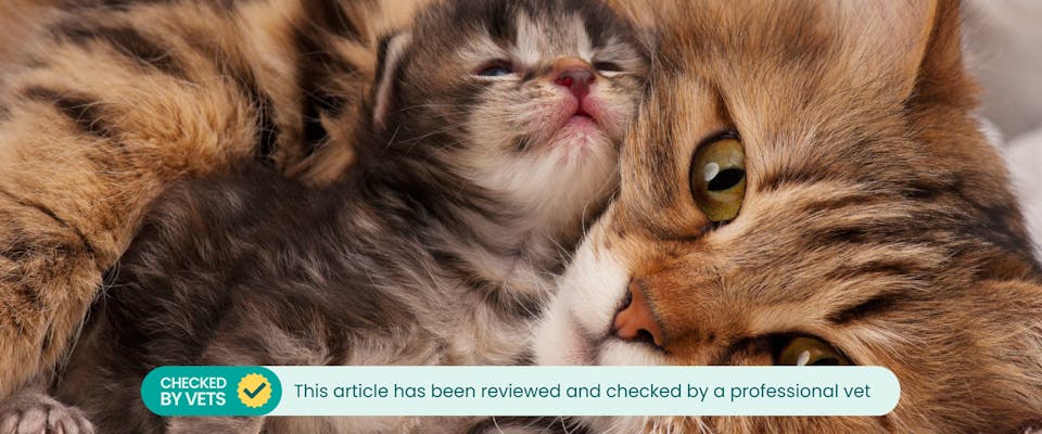 What s The Average Number Of Kittens In A First Litter TrustedHousesitters