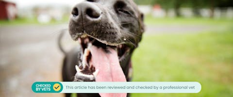 a large black dog panting right in front of the camera with its eyes closed