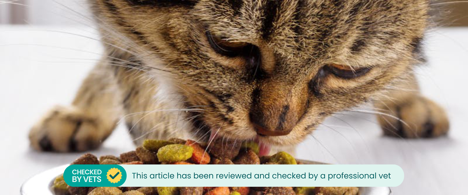 An adult cat eating dry kibble.