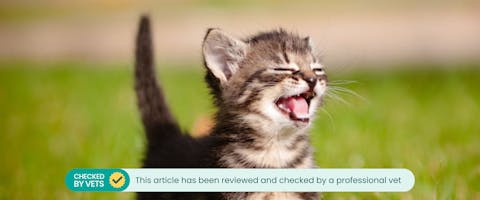 A young cat meowing excessively.