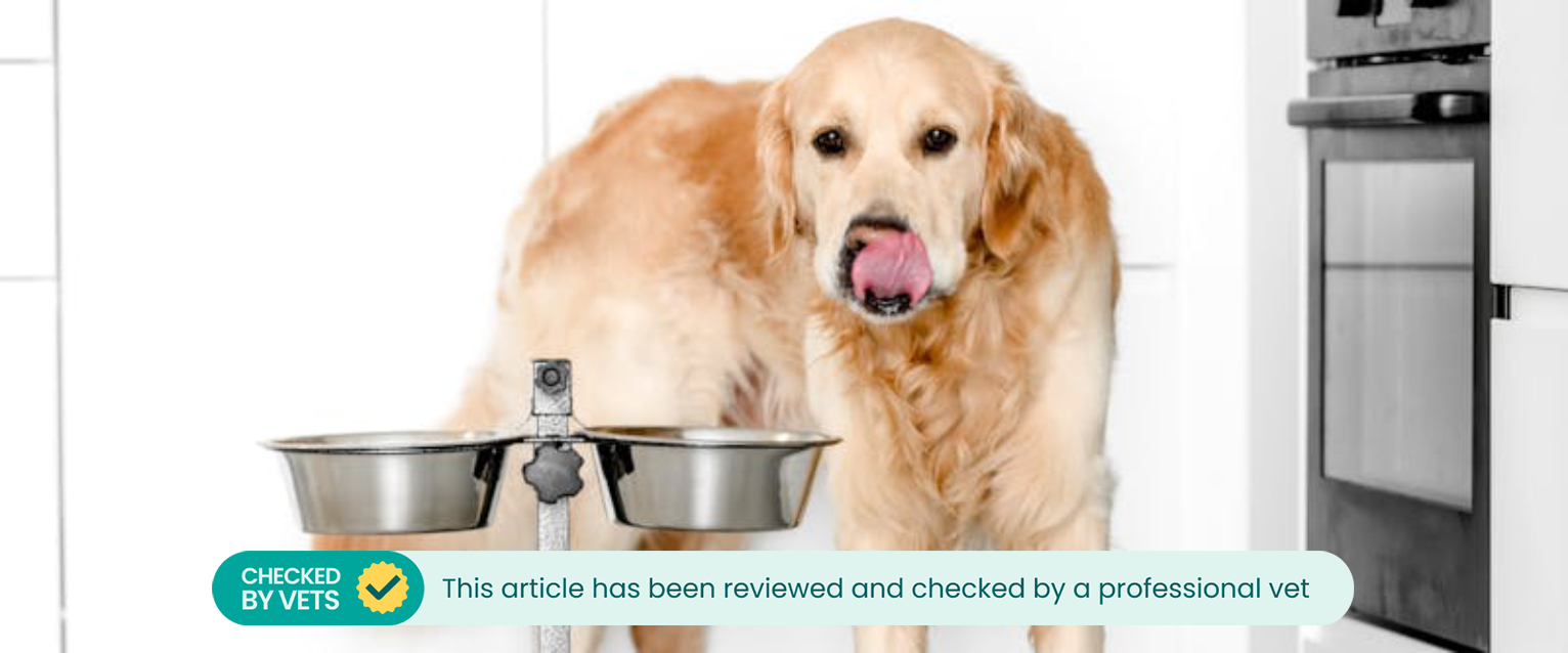 a golden retriever licking its nose next to a metal raised dog bowl stand